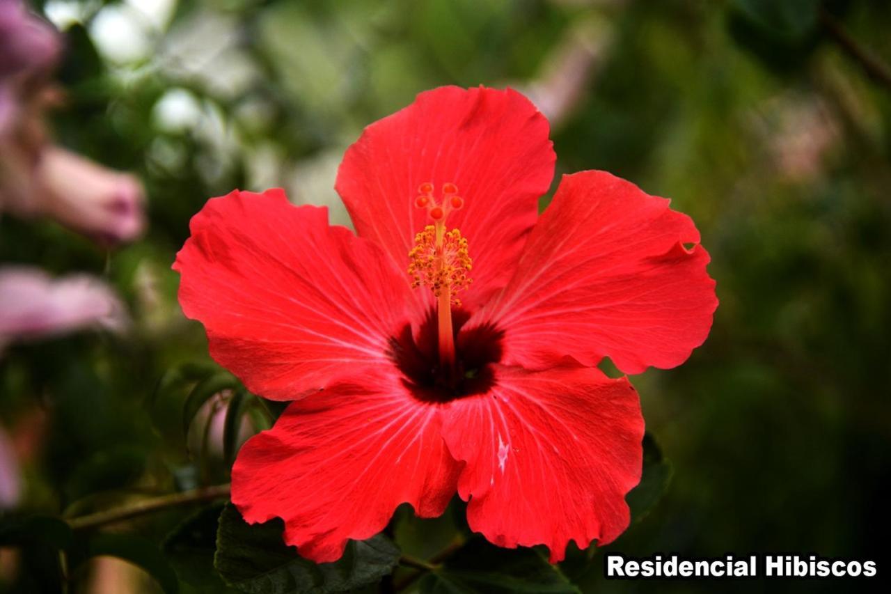 Residencial Hibiscos - Vista Mar Villa Garopaba Ngoại thất bức ảnh